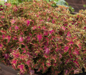 Buntnessel 'Colocha Scarlet'