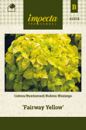 Buntnessel 'Fairway Yellow'