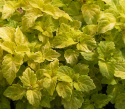 Buntnessel 'Fairway Yellow'