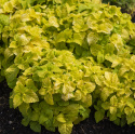 Buntnessel 'Fairway Yellow'