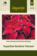 Buntnessel 'Superfine Rainbow Volcano’