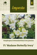 Löwenmäulchen F1 'Madame Butterfly Ivory'