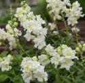 Löwenmäulchen F1 'Madame Butterfly Ivory'
