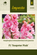 Löwenmäulchen F1 'Snapstar Pink'