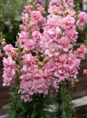 Löwenmäulchen F1 'Snapstar Pink'