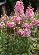 Löwenmäulchen F1 'Snapstar Pink'