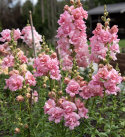 Löwenmäulchen F1 'Snapstar Pink'