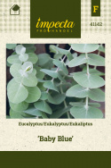 Eukalyptus 'Baby Blue'