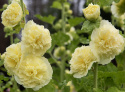 Stockrose 'Chater's Golden Yellow'