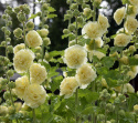 Stockrose 'Chater's Golden Yellow'