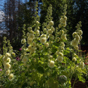 Stockrose 'Chater's Golden Yellow'