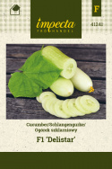 Salatgurke 'Delistar'