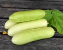 Salatgurke 'Delistar'