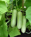 Salatgurke 'Delistar'