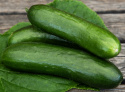 Snackgurke 'Kalimero'