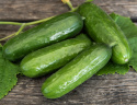 Salatgurke F1 'Picolino'