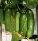 Salatgurke F1 'Picolino'