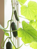 Salatgurke F1 'Picolino'