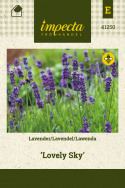 Lavendel 'Lovely Sky'