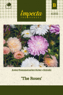 Sommeraster 'The Roses'