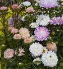 Sommeraster 'The Roses'
