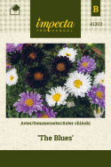 Sommeraster 'The Blues'