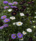 Sommeraster 'The Blues'
