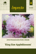 Sommeraster 'King Size Apfelblüte'