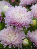 Sommeraster 'King Size Apfelblüte'
