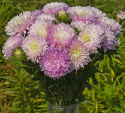 Sommeraster 'King Size Apfelblüte'