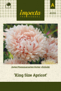Sommeraster 'King Size Aprikose'