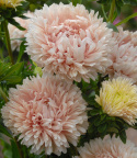 Sommeraster 'King Size Aprikose'