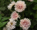 Sommeraster 'King Size Aprikose'