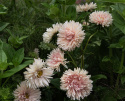 Sommeraster 'King Size Aprikose'