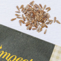 Sommeraster 'King Size Aprikose'