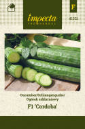 Salatgurke 'Cordoba'