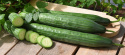 Salatgurke 'Cordoba'