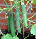 Salatgurke 'Cordoba'