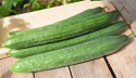 Salatgurke 'Cordoba'