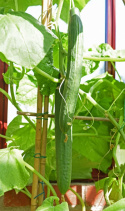 Salatgurke 'Cordoba'