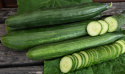 Salatgurke F1 'Kalunga'