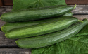 Salatgurke F1 'Kalunga'