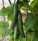 Salatgurke F1 'Kalunga'