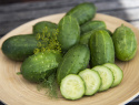 Einlegegurke F1 'Anulka'