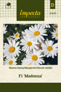 Großblumige Margerite 'Madonna'