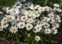 Großblumige Margerite 'Madonna'