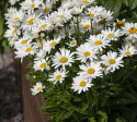 Großblumige Margerite 'Madonna'