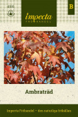 Amberbaum