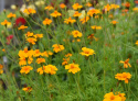 Tagetes 'Ground Control'