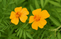 Tagetes 'Ground Control'